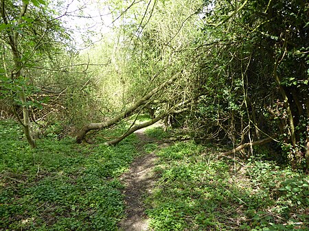 Finedon Cally Banks 3