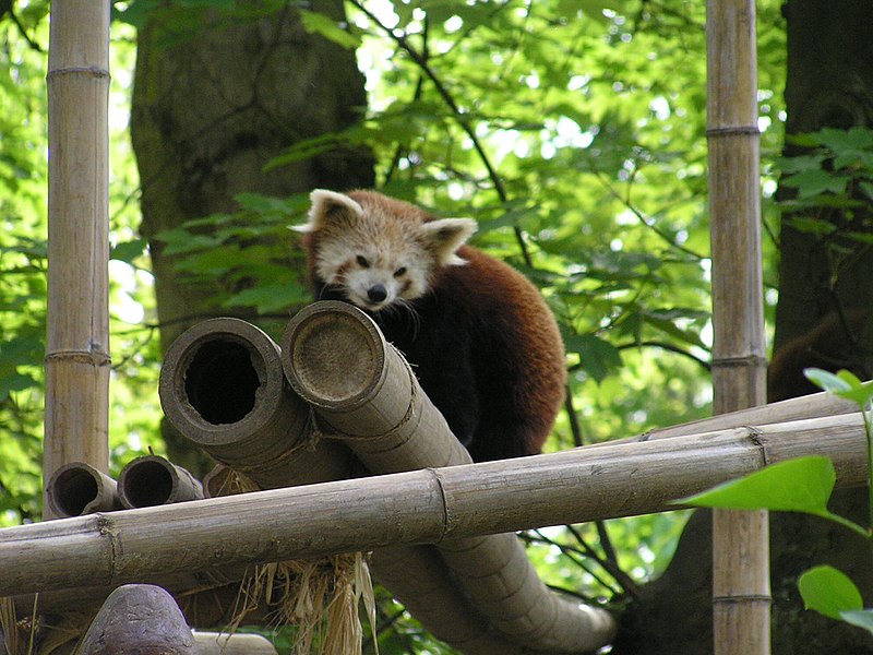 File:Firefox.jpg