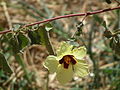 Flora of Tanzania 2989 Nevit.jpg