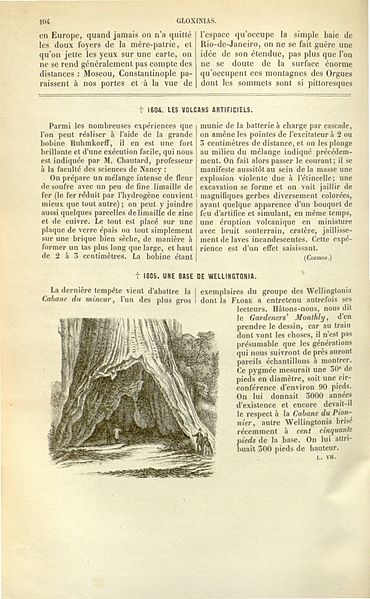 File:Flore des serres v17 104.jpg