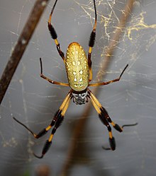 ФлоридаOrbWebSpider NephilaClavipes.jpg