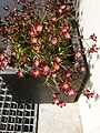 Saxifraga × arendsii, Einsiedeln SZ