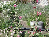 Flowers at Mission San Juan Capistrano