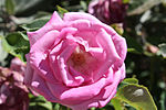 Thumbnail for Rosa 'Fragrant Plum'