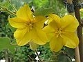 Fremontodendron californicum detail