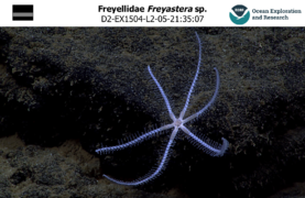 Freyastera sp. (Freyellidae)