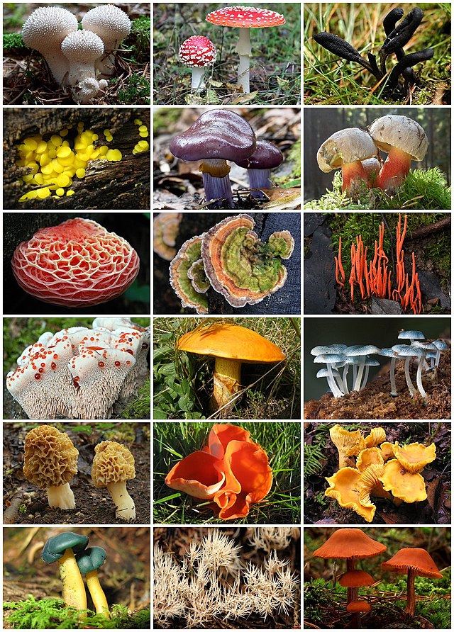 Назовите виды грибов. Грибы сапротрофы. Съедобные грибы сапрофиты. Мухомор царство грибов. Разнообразие съедобных грибов.
