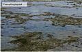 Futuna fringing reef 2 with watermark.jpg