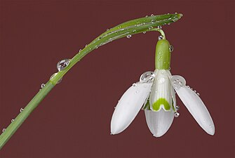 Galanthus nivalis (snowdrop) flower