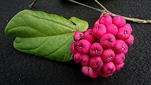 Galles sur Lundia cordata, Bignoniaceae, forêt atlantique, nord-est de Bahia, Brésil (6107023685) .jpg