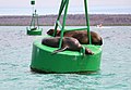 Otaries des Galápagos