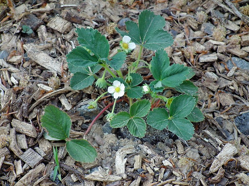 File:Gartenerdbeere Fragaria x ananassa 2011.JPG