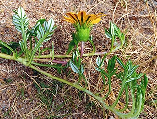 <i>Gazania maritima</i> Species of plant