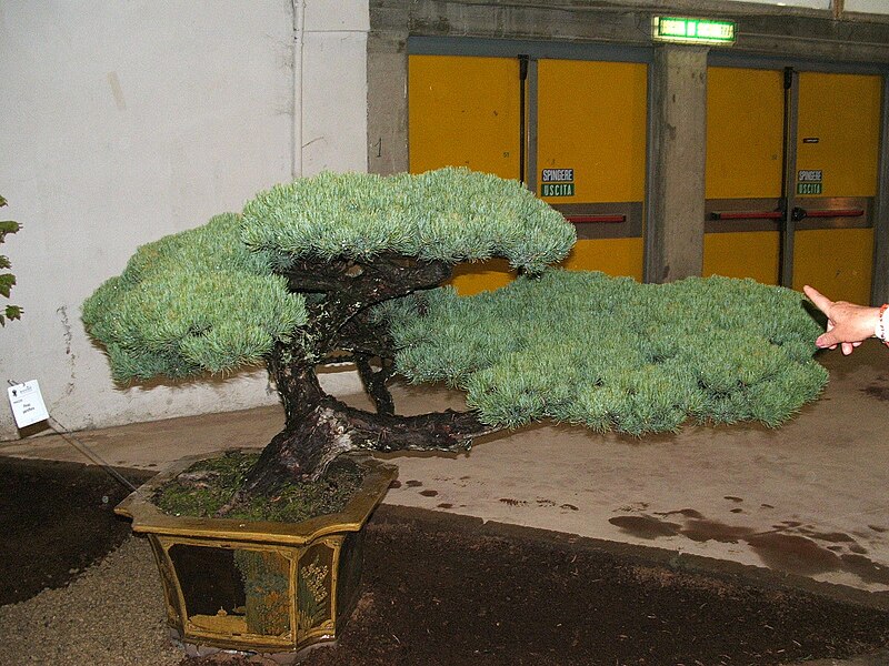 File:Genova-Euroflora-Bonsai-DSCF6435.JPG