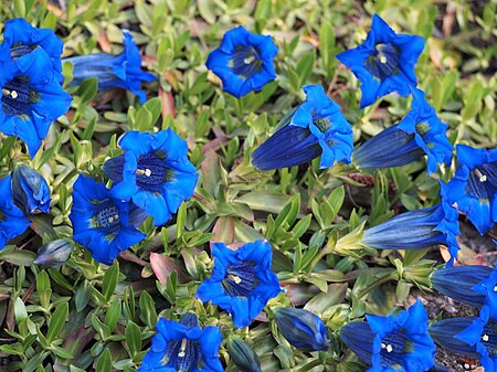 Gentiana acaulis