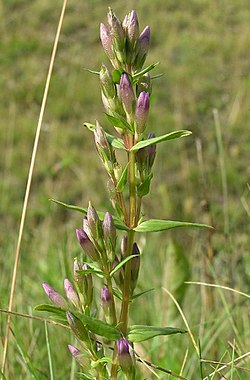 Gentianella amarella Falköping.jpg