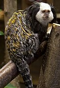 Daraxtda oq boshli marmoset