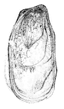 A roughly oval shell plate with slightly irregular shape and slightly irregular on the surface, with very few distinctive features