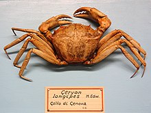 Geryon longipes - Museo di Storia Naturale Giacomo Doria - Genoa, Italia - DSC03224.JPG
