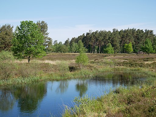 Gewässer an der Behringer Heide II