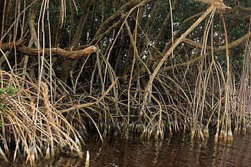 Stilt-roots in mangrove plants
