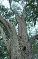 Giant Olinia Ventosa tree - Newlands Forest - Cape Town.jpg