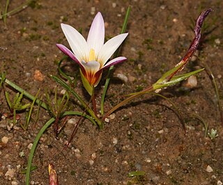<i>Romulea toximontana</i> Species of flowering plant