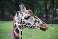 Giraffe in het Dierenpark Emmen