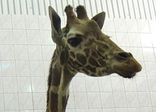 Giraffes Luga (2016-11-01) 02.jpg