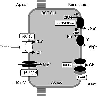 <span class="mw-page-title-main">Gitelman syndrome</span> Genetic kidney disorder