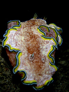 Glossodoris cincta.jpg