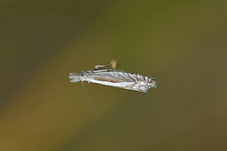 <i>Glyphipterix oxymachaera</i> Species of moth