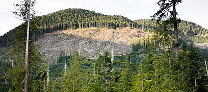 Gordon River Clearcut.jpg