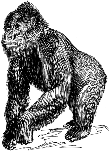 File:Gorilla (PSF).png