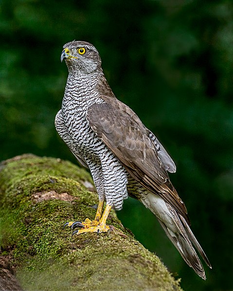 File:Goshawk (20120569249).jpg