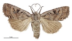 Graphania olivea female.jpg