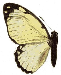 <i>Graphium levassori</i> Species of butterfly
