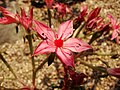 Graptopetalum bellum (Moran & J.Meyrán) D.J. Hunt