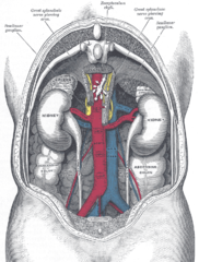 The relations of the viscera and large vessels of the abdomen, seen from behind.