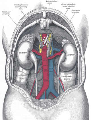 <span class="mw-page-title-main">Gonadal vein</span> Blood vessel carrying blood away from the testis or ovaries