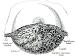 Miniatura per Glàndula exocrina