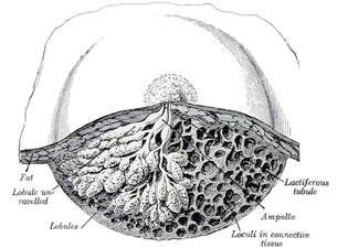 Dissection of a lactating breast.