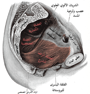 عضلة عصعصية