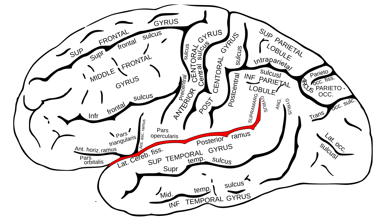 central and lateral sulcus