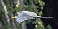 * Nomination Great egret (Ardea alba egretta) --Charlesjsharp 08:34, 21 April 2023 (UTC) * Promotion amazing quality --Snowmanstudios 10:06, 21 April 2023 (UTC)