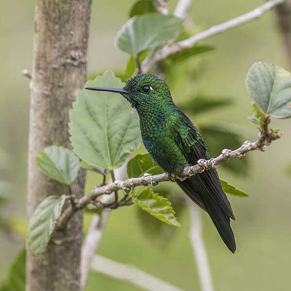 File:Green-crowned brilliant (Heliodoxa jacula henryi) male.jpg