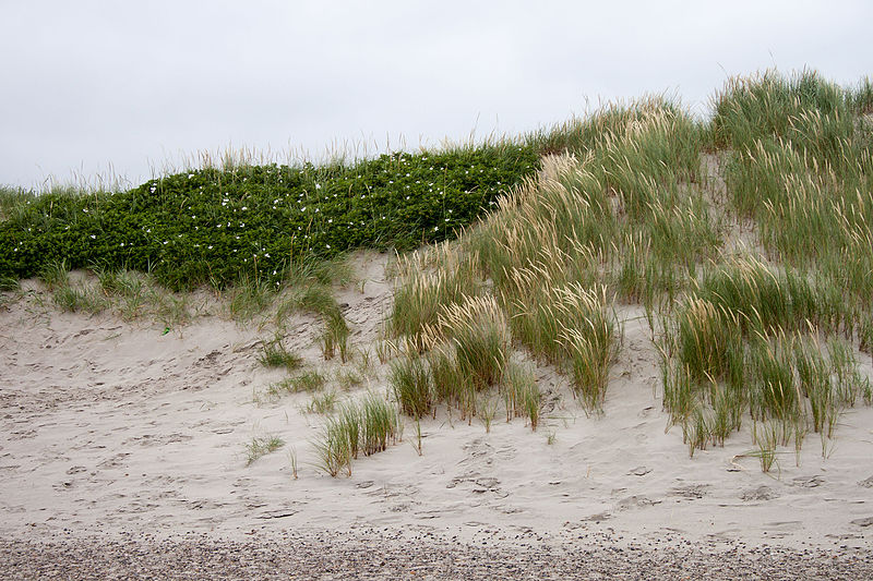 File:Grenen 2015-07-28-34.jpg