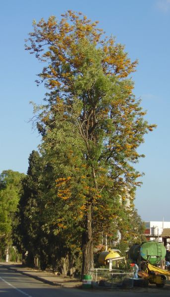 File:Grevillea robusta flowering in Gan Shmuel01.jpg