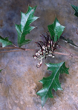 <i>Grevillea scortechinii</i> Species of shrub in the family Proteaceae endemic to Queensland and New South Wales Australia