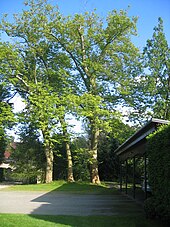 Plane tree (Platanus x hispanica)